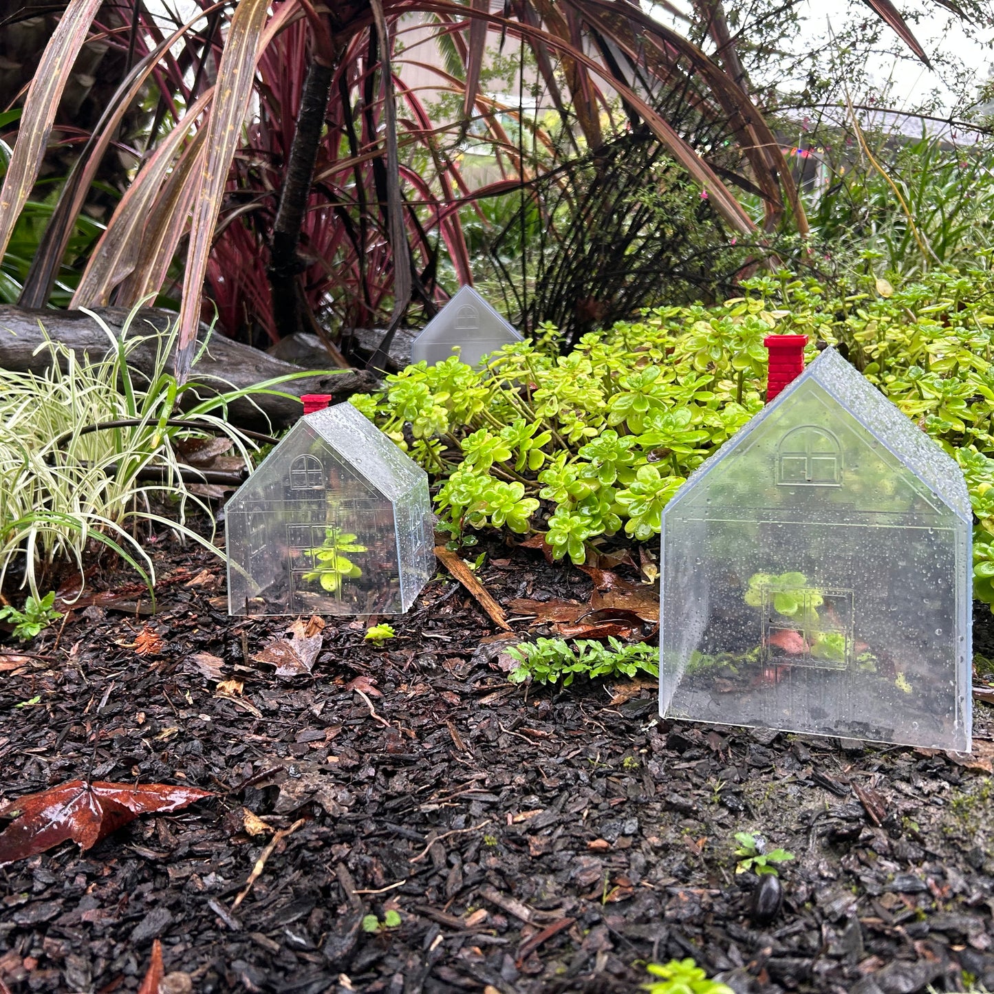 Mini Greenhouse- 3 Pack